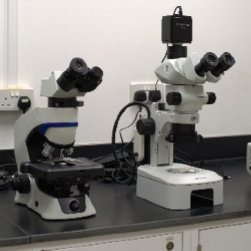 Stereo Microscopes and  Polarizing Light Microscopes
